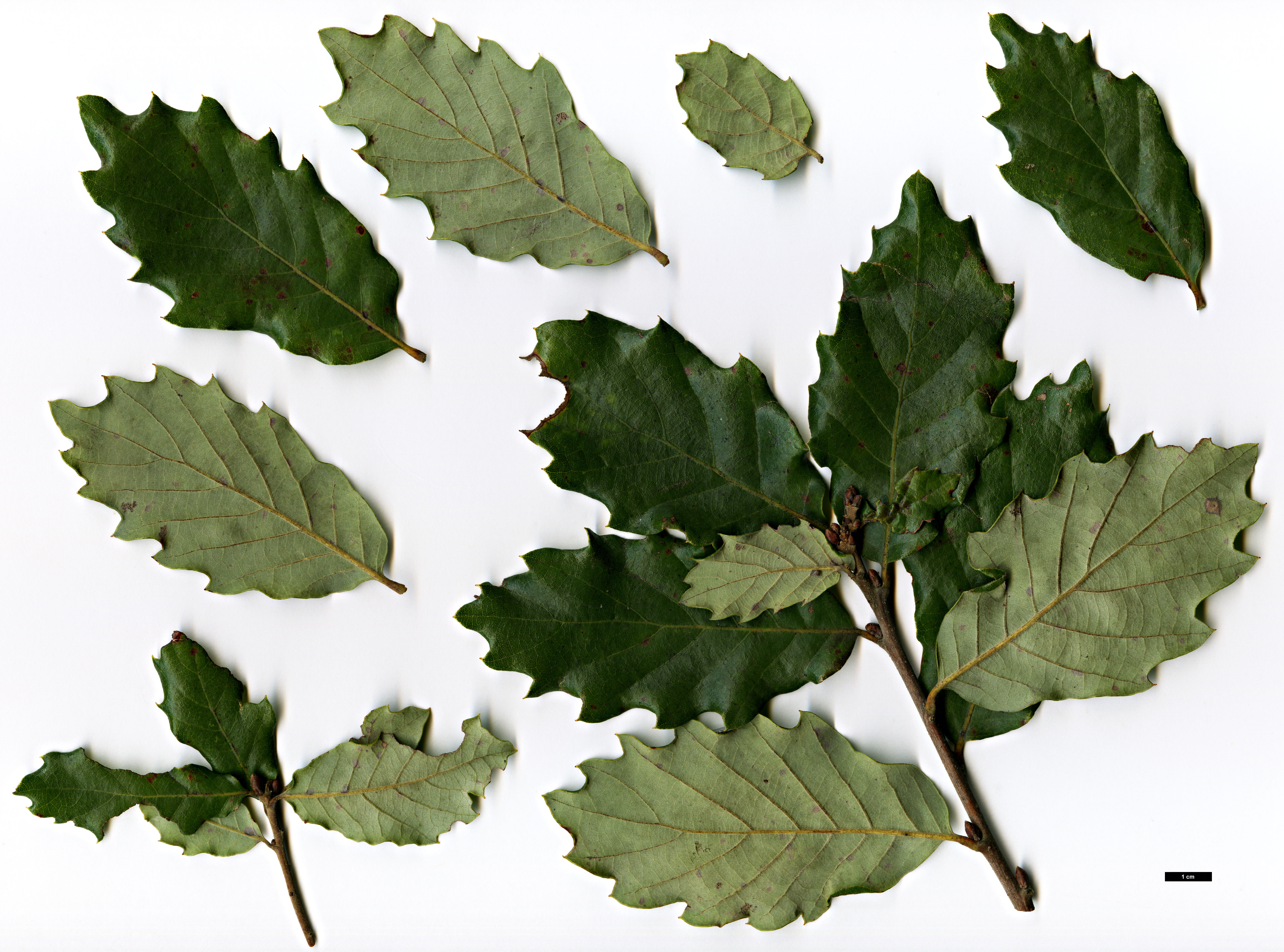 High resolution image: Family: Fagaceae - Genus: Quercus - Taxon: ×pacensis (Q.faginea subsp. broteroi × Q.suber)